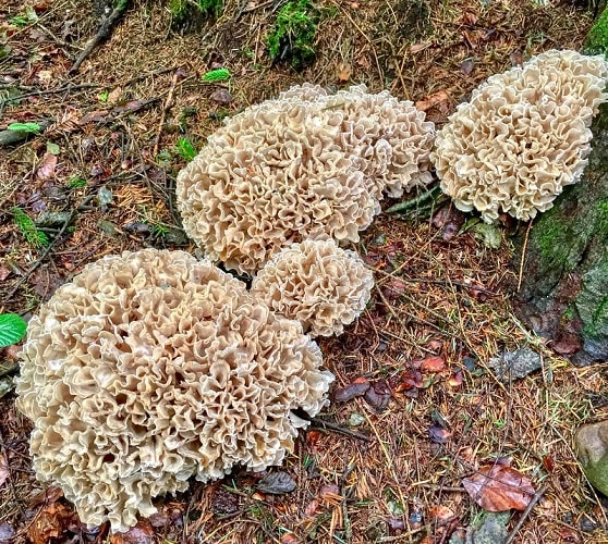 Cauliflower Mushrooms