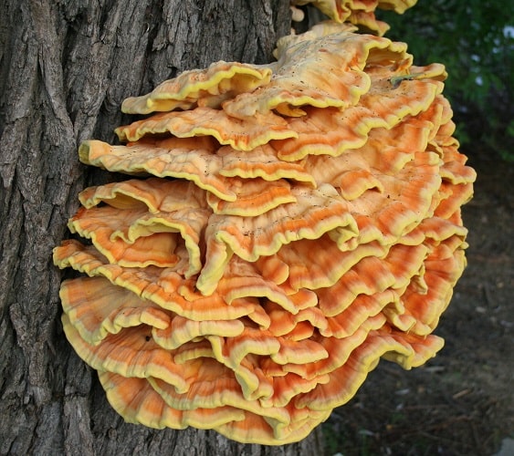 Chicken Of The Woods Mushrooms