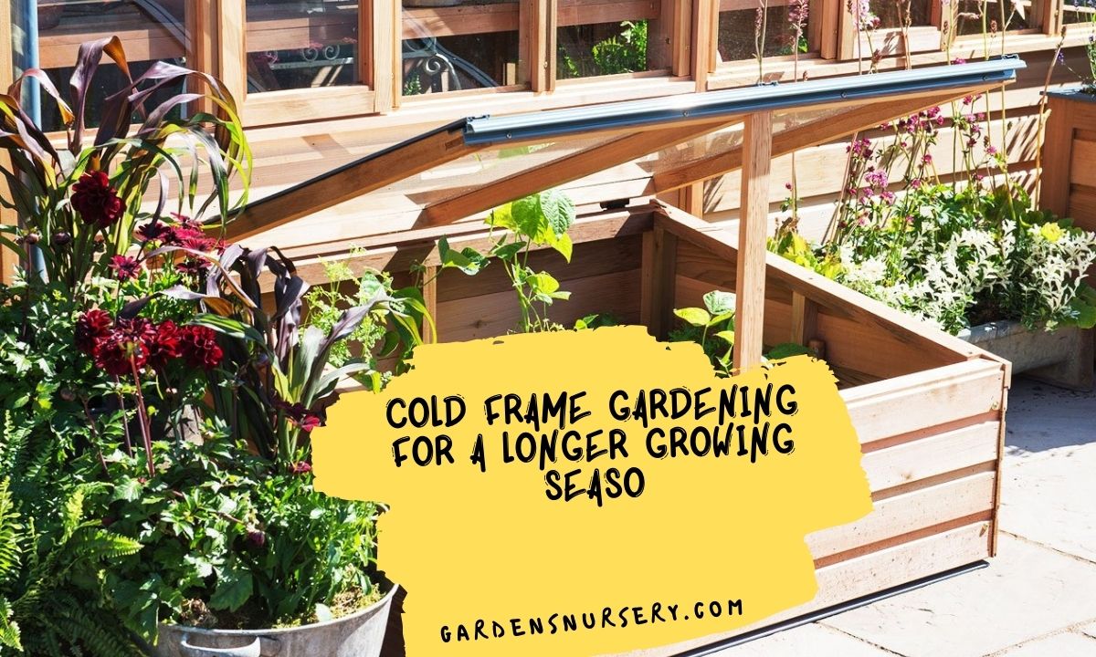 Cold Frame Gardening For a Longer Growing Season