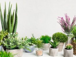 Complete Guide Cactus Plants Care