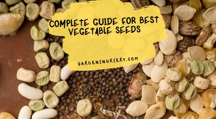 Complete Guide For Best Vegetable Seeds