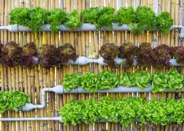 Complete Guide on Vertical Gardening