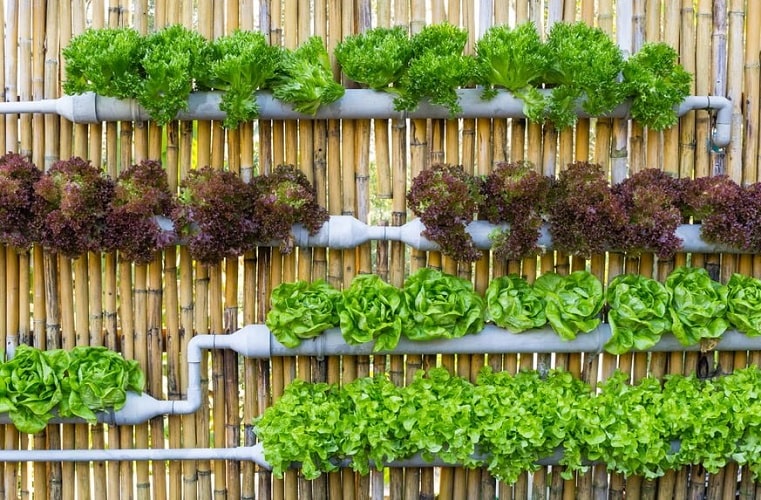 Complete Guide On Vertical Gardening