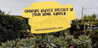 Growing Agaves Species in your Home Garden