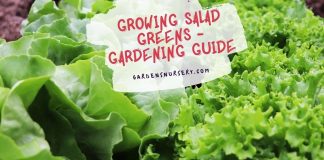 Growing Salad Greens - Gardening Guide