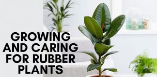 Growing and Caring for Rubber Plants