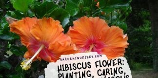 Hibiscus Flower Planting, Caring, and Most Hibiscus Uses