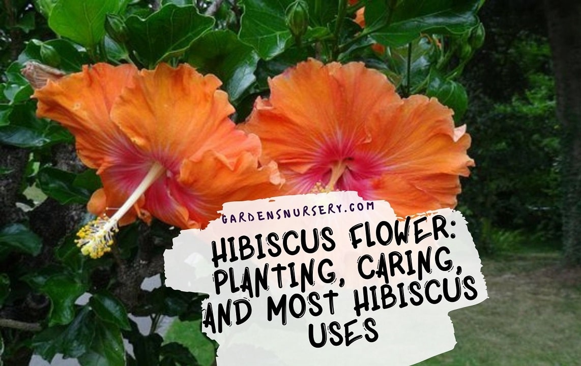 Hibiscus Flower Planting, Caring, and Most Hibiscus Uses