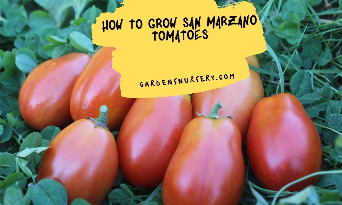 How To Grow San Marzano Tomatoes