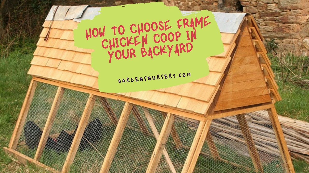 How to Choose Frame Chicken Coop in your Backyard