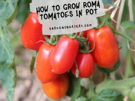 How to Grow Roma Tomatoes in Pot