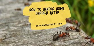 How to Handle Home Garden Ants?
