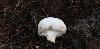 How to Use Mushroom Soil to Amend your Vegetable Garden