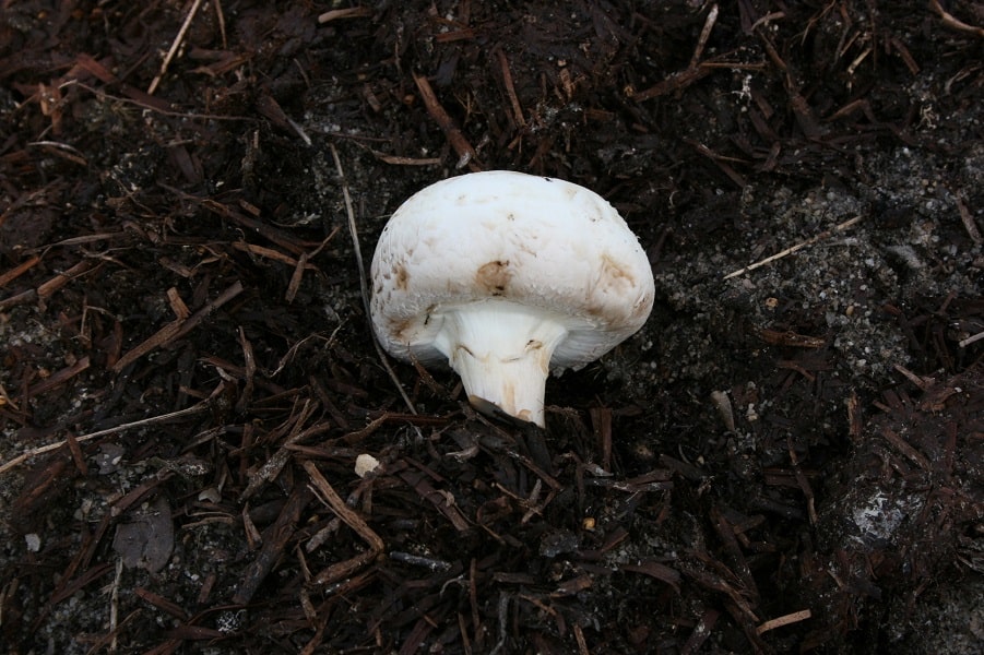 How to Use Mushroom Soil to Amend your Vegetable Garden