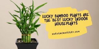 Lucky Bamboo Plants Are The Best Lucky Indoor Houseplants