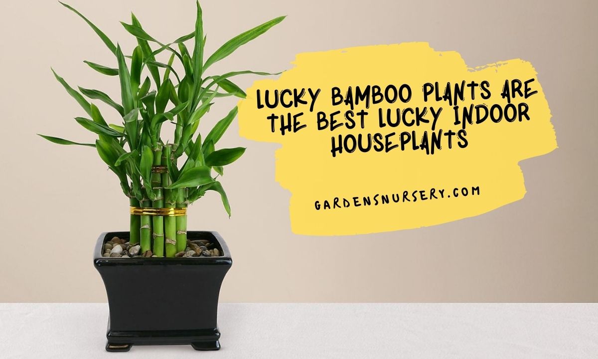 Lucky Bamboo Plants Are The Best Lucky Indoor Houseplants