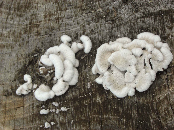 Mushrooms In Your Home Garden