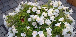 Planting Gardenia - Best Beautiful Flowers in your Garden