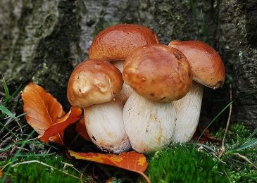 Porcini Mushrooms and Trees