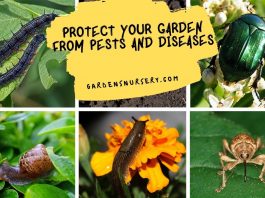 Protect your Garden from Pests and Diseases