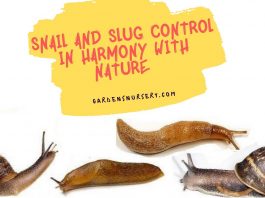 Snail and Slug Control in Harmony with Nature 