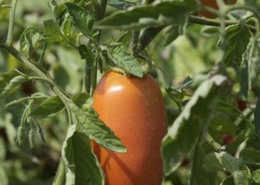 Transplant Your 6 Week Old San Marzano Tomato 