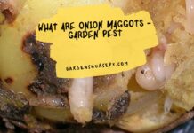 What Are Onion Maggots - Garden Pest