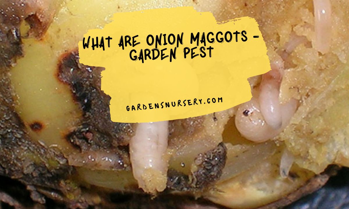 What Are Onion Maggots - Garden Pest