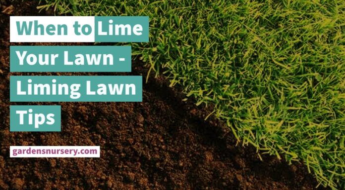 When To Lime Your Lawn - Liming Lawn Tips