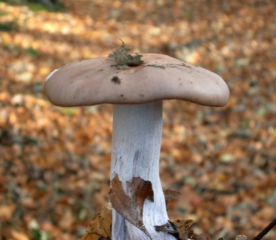 Wood Blewit Mushrooms
