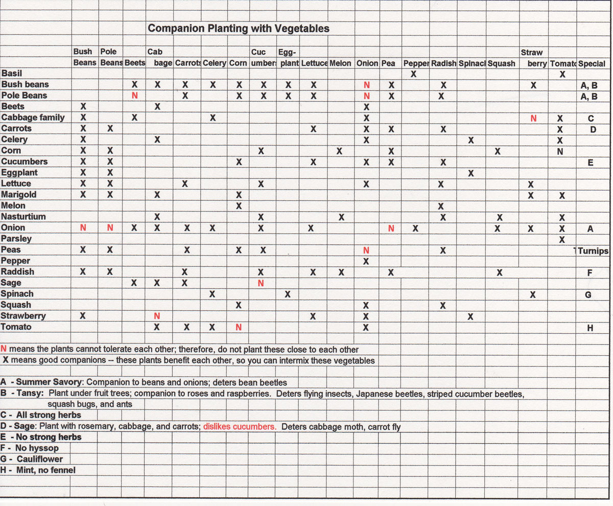 Vegetable Companion Planting Chart Table