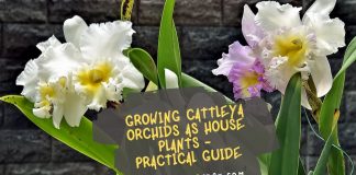 Growing Cattleya Orchids as House Plants - Practical Guide