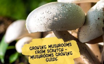 Growing Mushrooms from Scratch - Mushrooms Growing Guide
