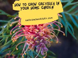 How to Grow Grevillea in your Home Garden