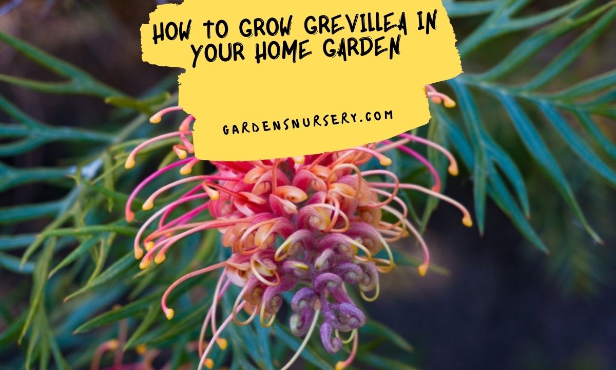How To Grow Grevillea In Your Home Garden
