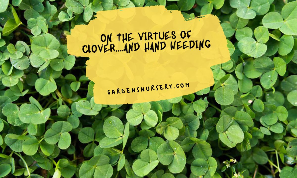 On the Virtues of Clover....and Hand Weeding