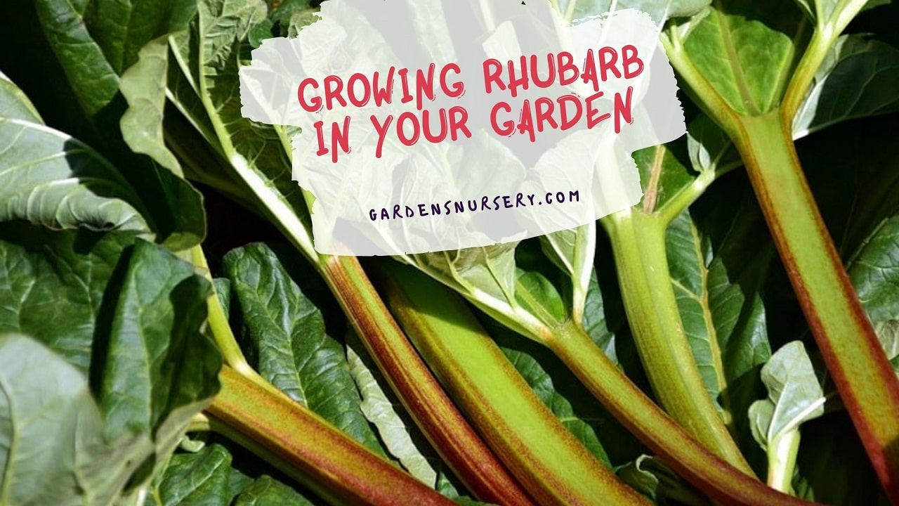 How to Grow Rhubarb in Your Garden