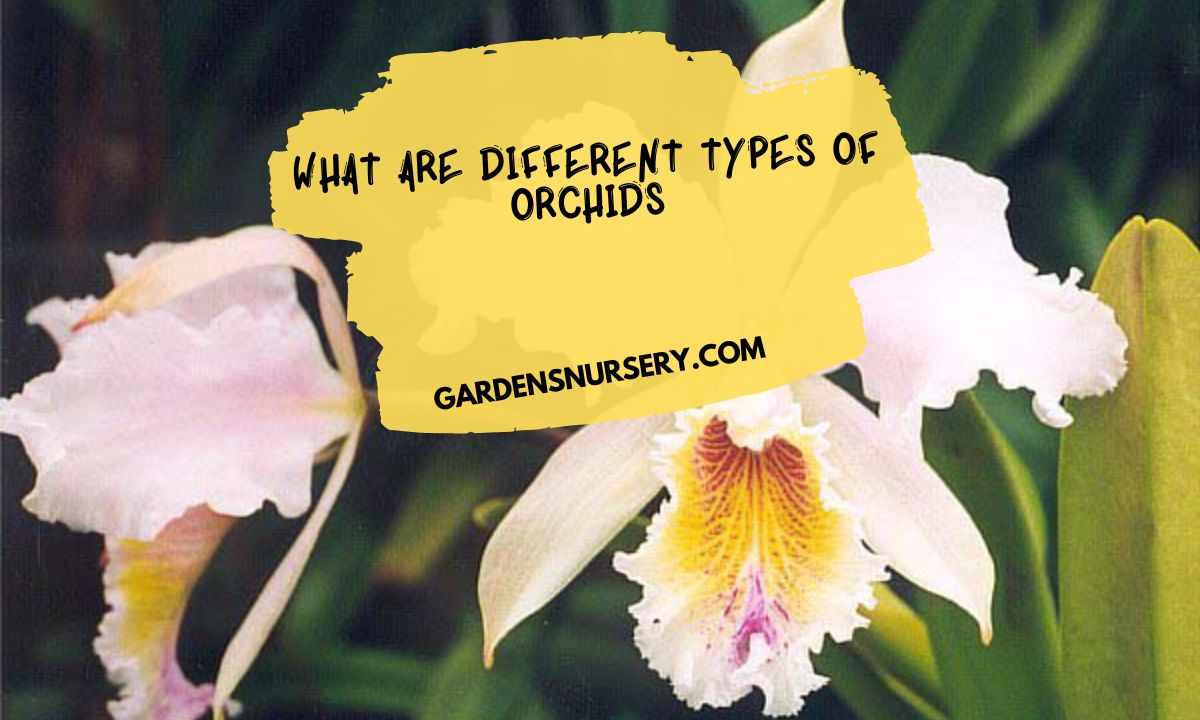 What Are Different Types of Orchids