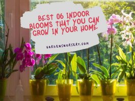 Best 06 Indoor Blooms That You Can Grow in your Home