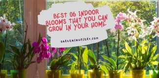 Best 06 Indoor Blooms That You Can Grow in your Home