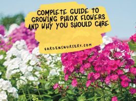 Complete Guide to Growing Phlox Flowers and Why You Should Care