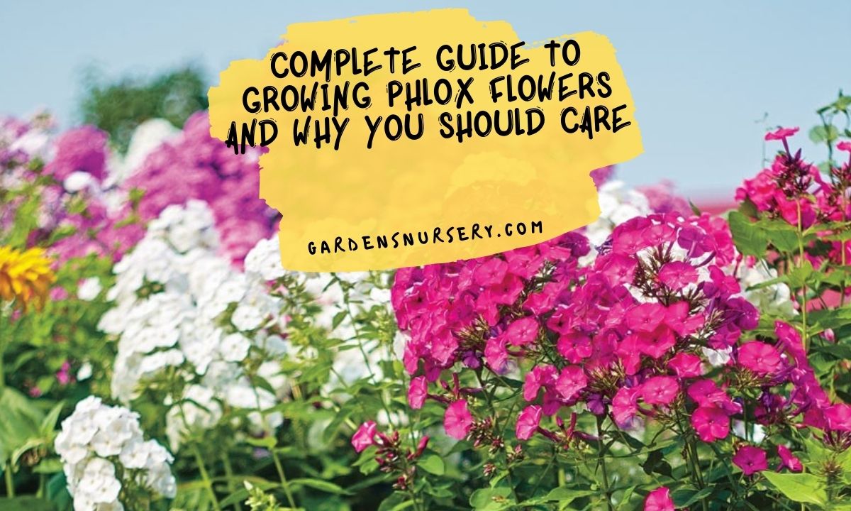 Complete Guide to Growing Phlox Flowers and Why You Should Care