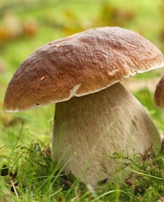 Find the Porcini Mushroom Spore