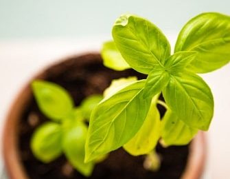 Growing Basil - Basil is Most Versatile Herb