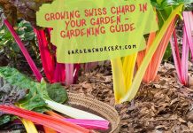 Growing Swiss Chard in your Garden - Gardening Guide