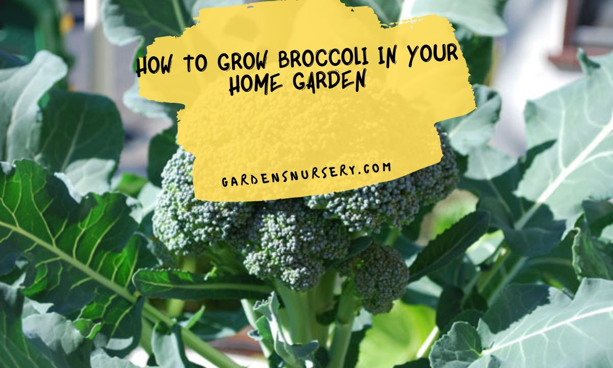 How-to-Grow-Broccoli-in-your-Home-Garden