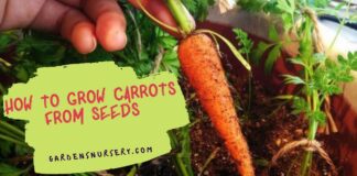 How to Grow Carrots From Seeds
