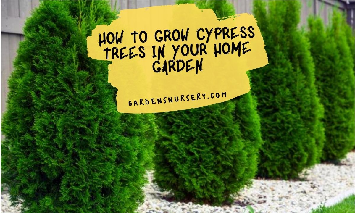 How to Grow Cypress Trees in Your Home Garden for a Beautiful, Durable Landscaping
