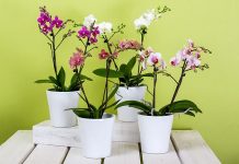 How to Grow Orchids At Home
