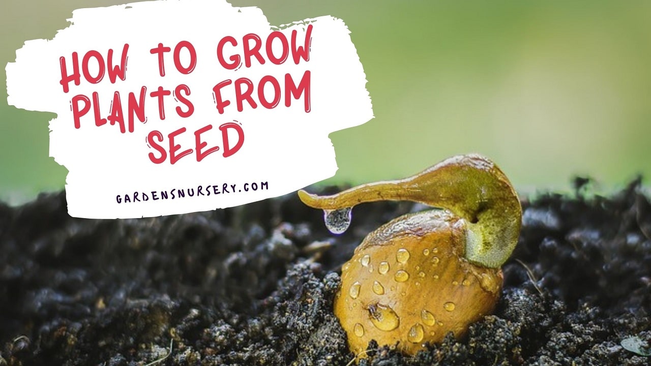 How to Grow Plants From Seed-min